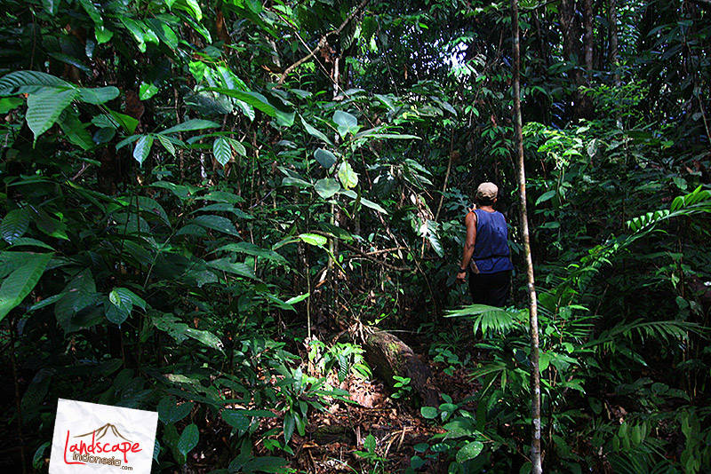 kebun belakang dayak punan kebun belakang dayak punan