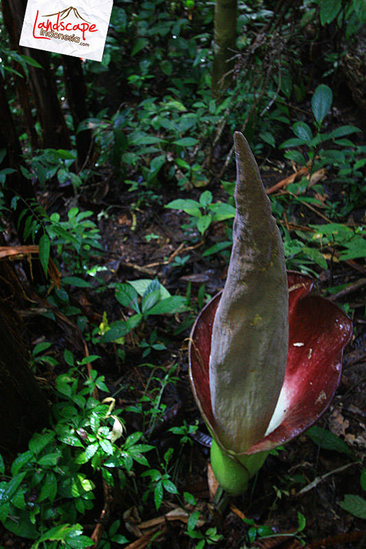 salah satu spesies bunga bangkai salah satu spesies bunga bangkai