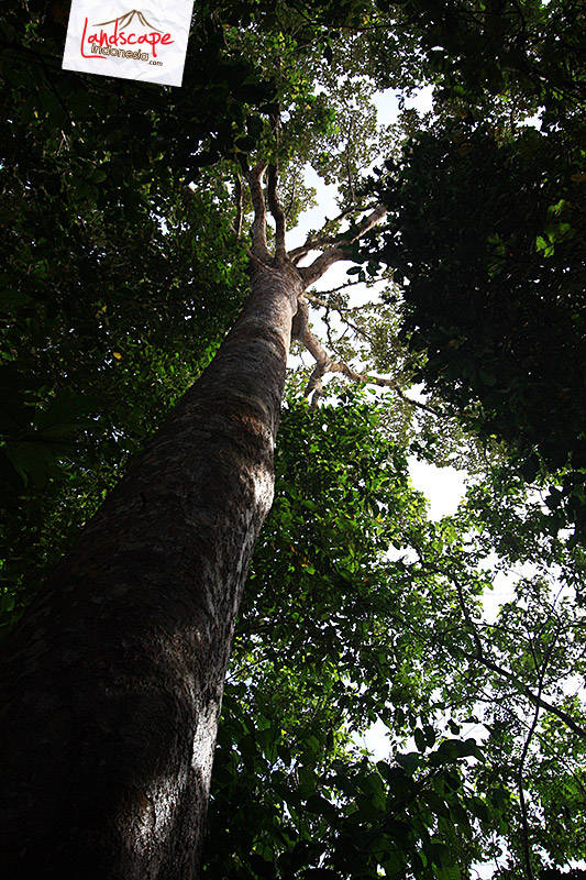 rimbunan pohon di kebun mereka rimbunan pohon di kebun mereka