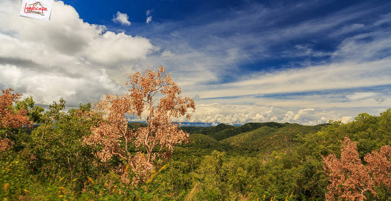 langit biru dan daun yang mulai mengering langit biru dan daun yang mulai mengering
