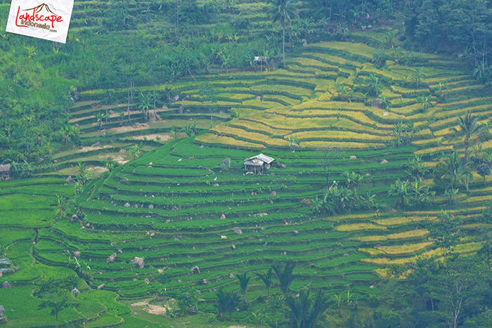 hamparan sawah siap panen hamparan sawah siap panen
