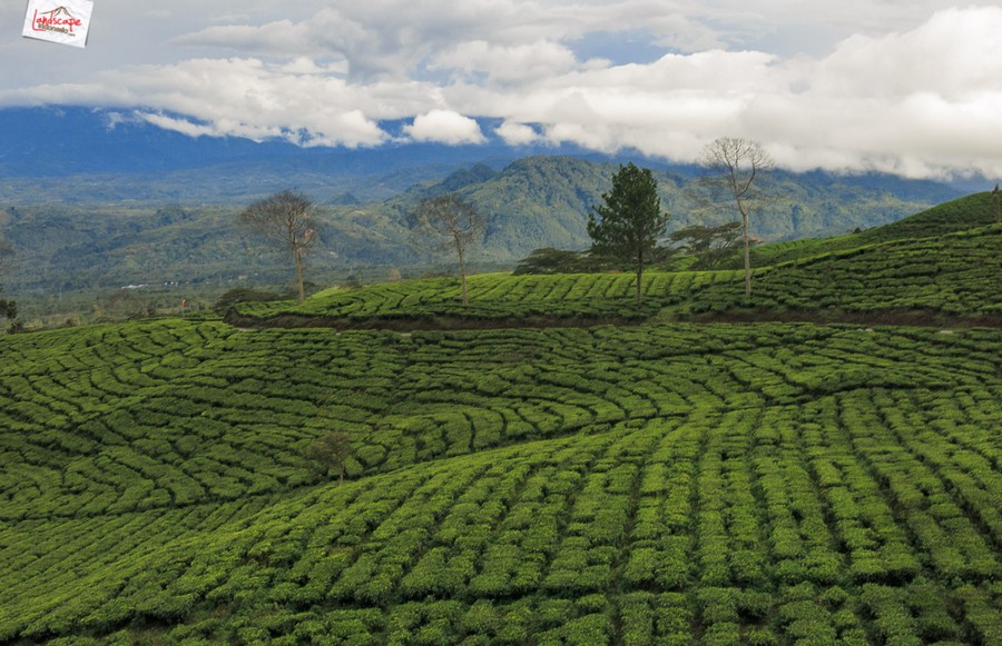 catper dempo gunung dempo kampung 4
