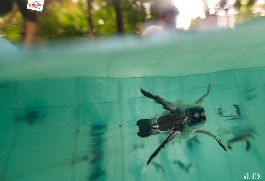 landscape indonesia - derawan