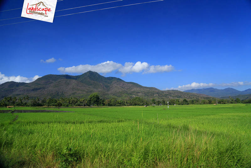 persawahan maumere - larantuka persawahan maumere - larantuka