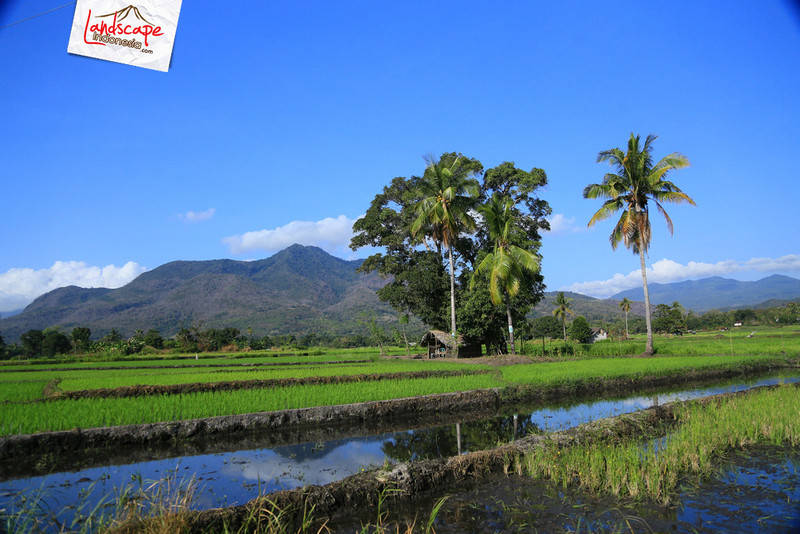 refleksi persawahan refleksi persawahan