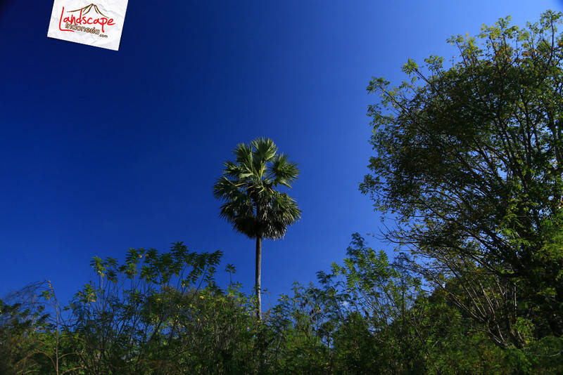 pohon lontar khas NTT pohon lontar khas NTT