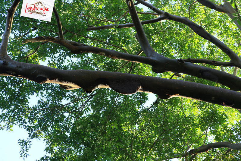 sarang lebah hutan apis dorsata di perjalanan menuju Larantuka sarang lebah hutan apis dorsata di perjalanan menuju Larantuka
