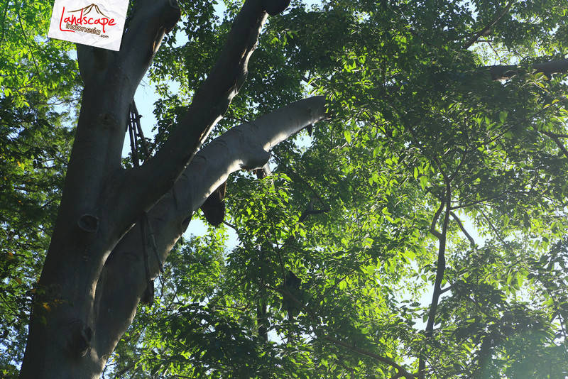 pohon lebah madu hutan di perjalanan menuju Larantuka pohon lebah madu hutan di perjalanan menuju Larantuka