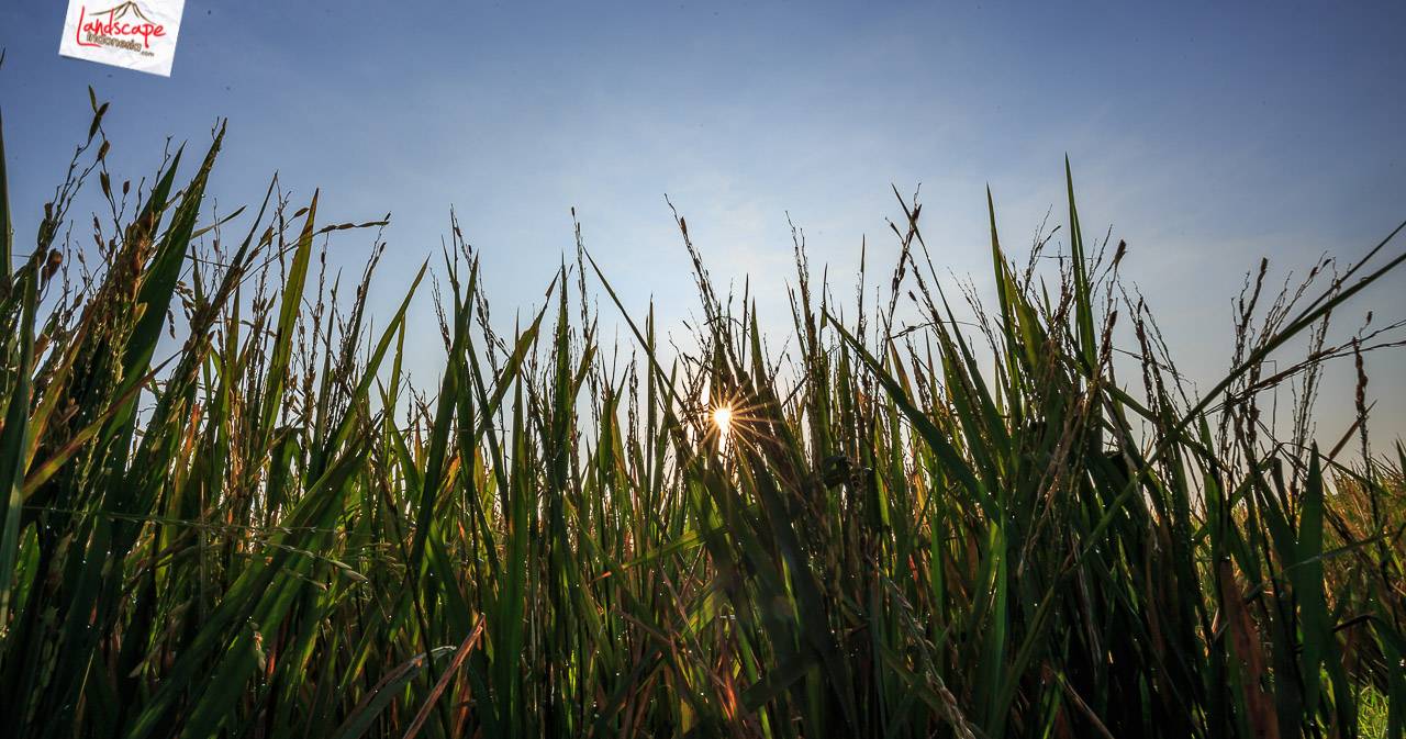 gerhana matahari gerhana matahari