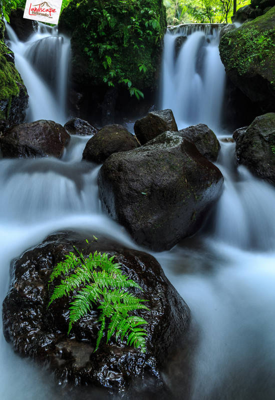 jumog versi mini jumog versi mini