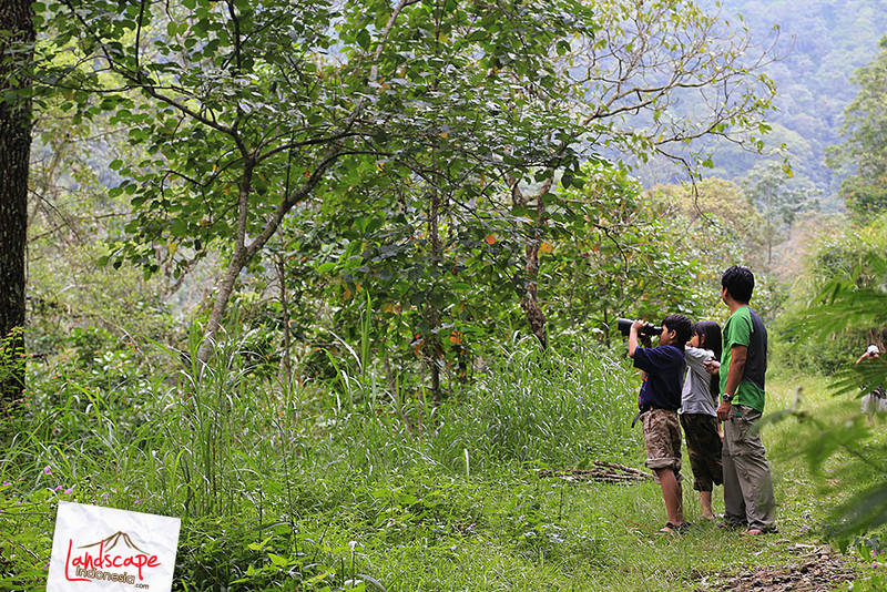 bird watching bird watching