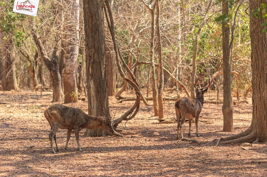 rusa, salah satu hewan di pulau komodo rusa, salah satu hewan di pulau komodo