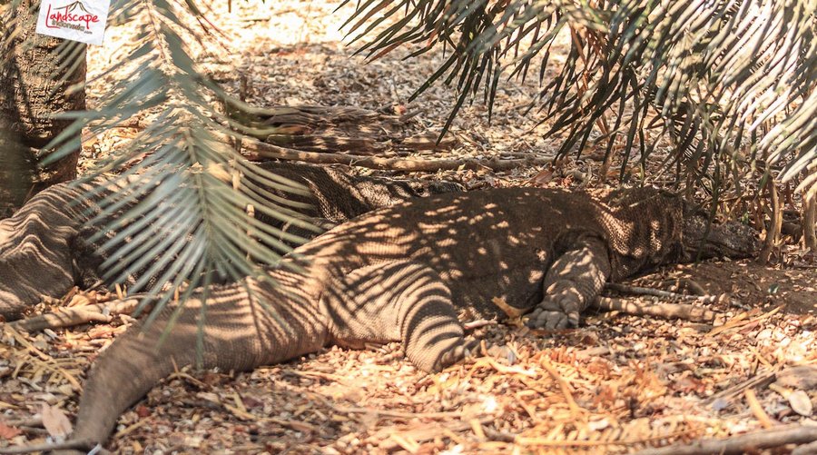 komodo berteduh di bawah pohon komodo berteduh di bawah pohon