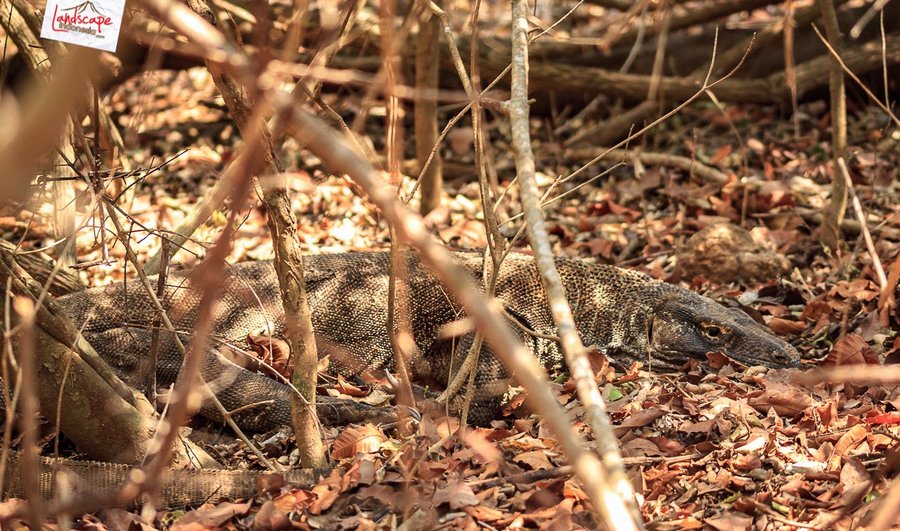 komodo sedang berteduh komodo sedang berteduh