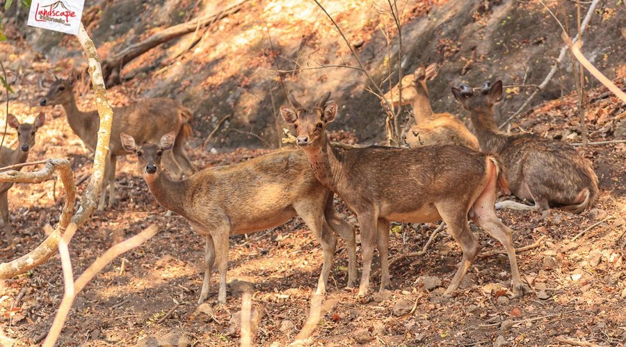 komodo memang hewan yang jarang bergerak komodo memang hewan yang jarang bergerak