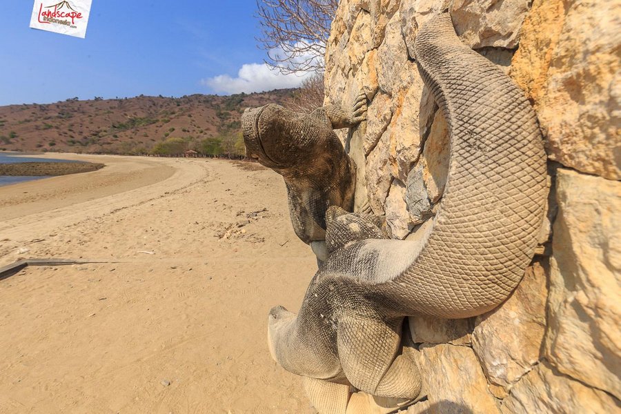 selamat datang di pulau komodo selamat datang di pulau komodo