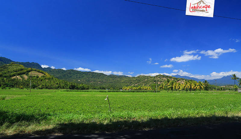 persawahan di jalur bangsal-bayan explore lombok - persawahan di jalur bangsal-bayan