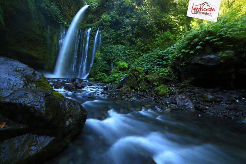 tiu kelep nan menawan tiu kelep nan menawan