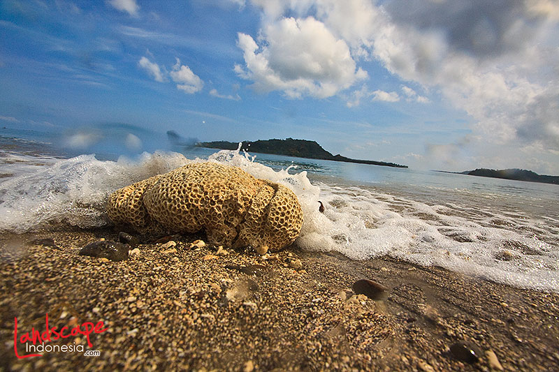 dikejar ombak dikejar ombak
