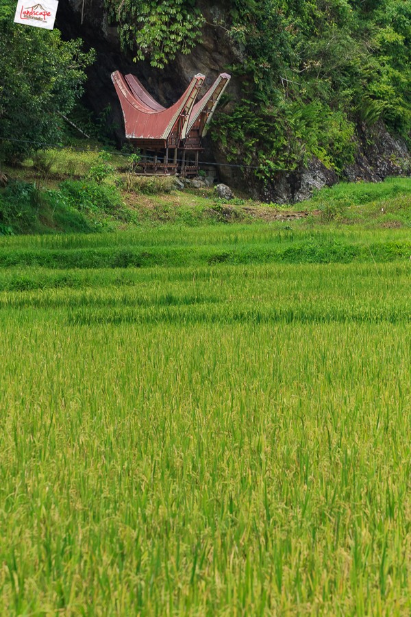 Toraja budaya di atas awan