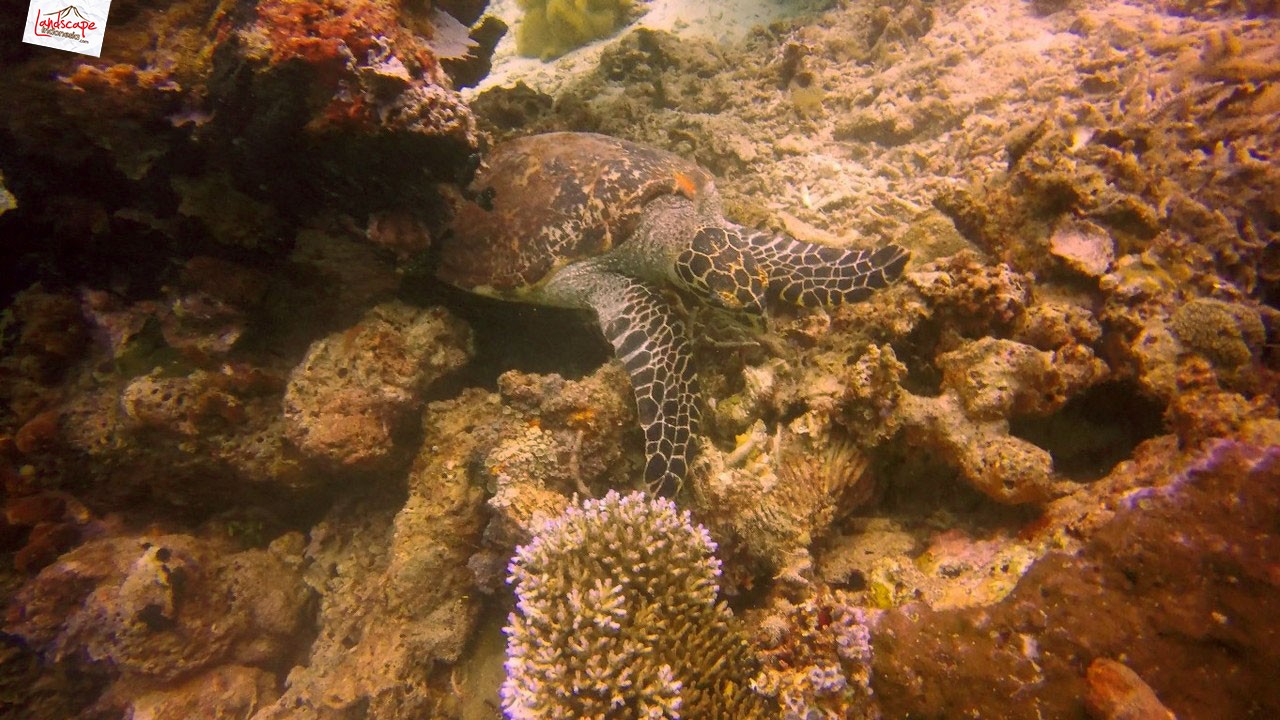 diving di arborek, raja ampat