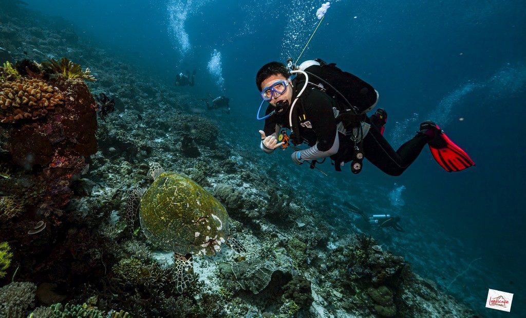 meet the friendly turtle