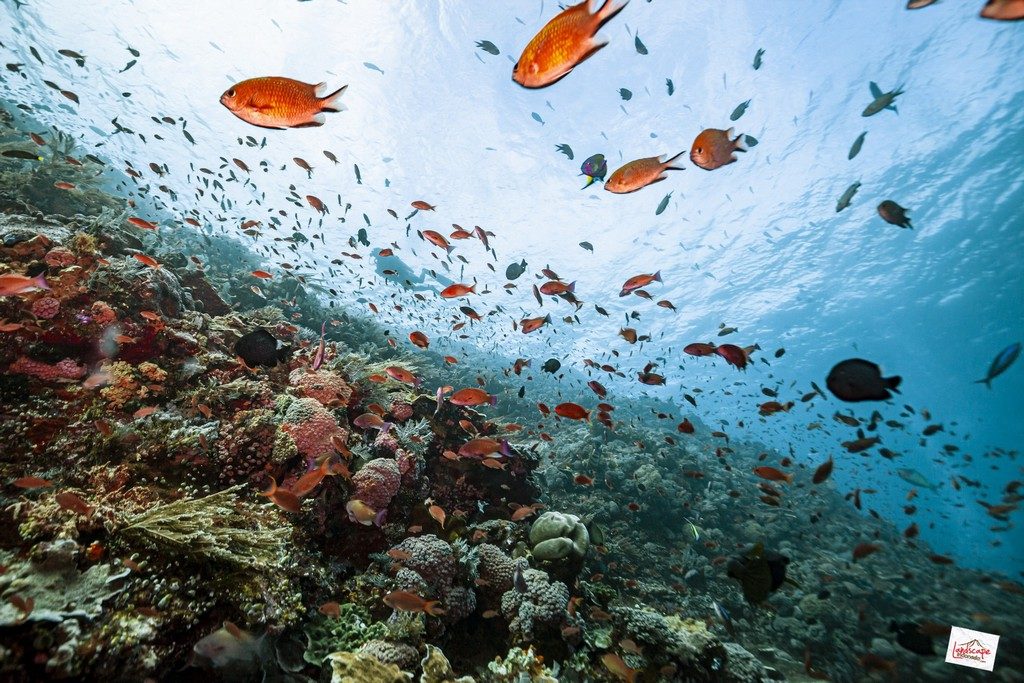 isn't lovely place to dive ?