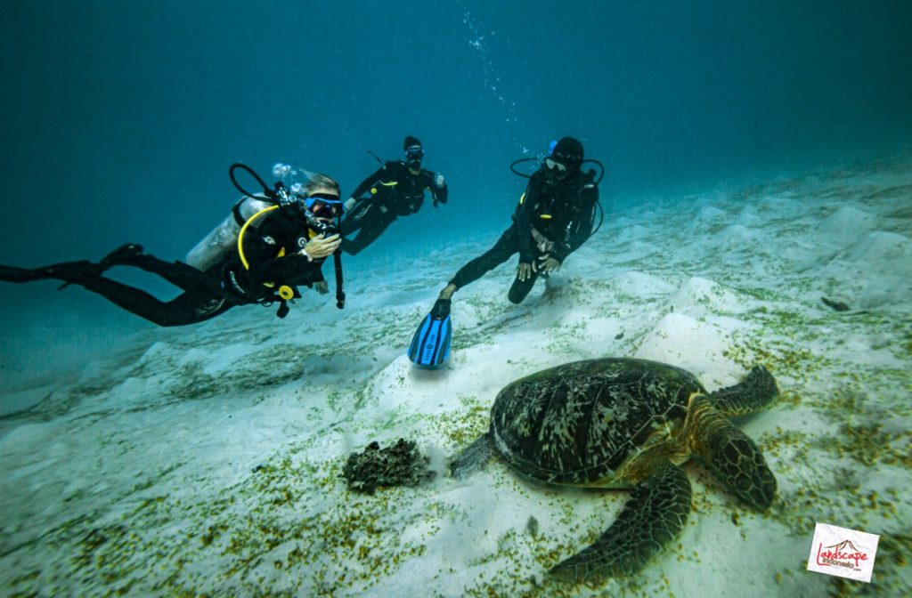 komodo-siaba-besar-penyu