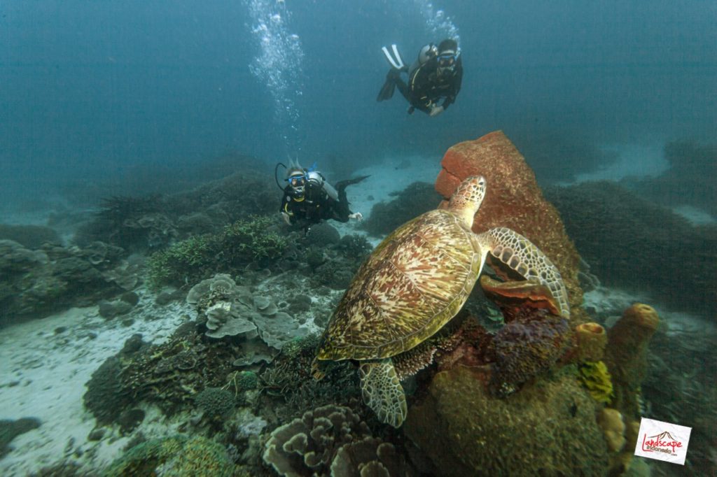 komodo-siaba-besar-penyu