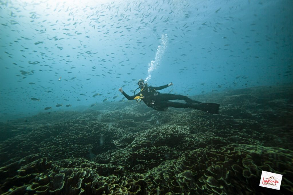 komodo-siaba-besar-penyu