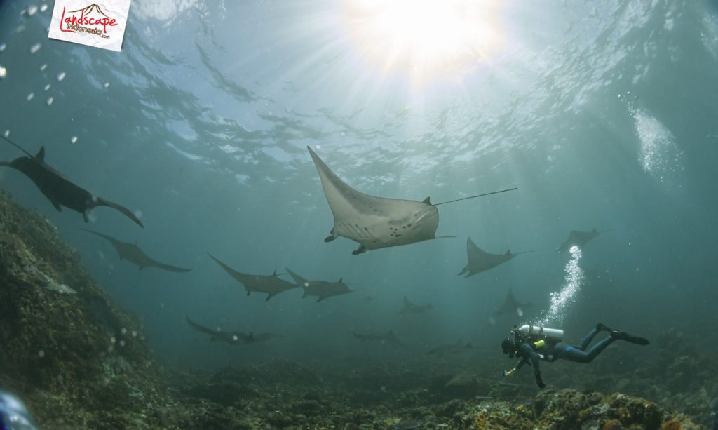 menyalam bersama puluhan manta ray di komodo