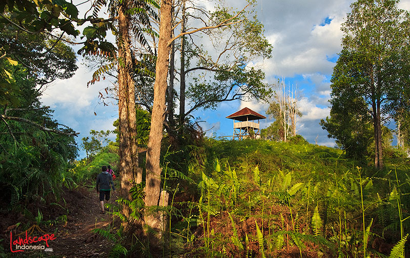 keindahan danau sentarum
