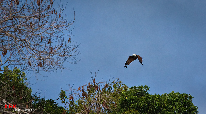 keindahan danau sentarum