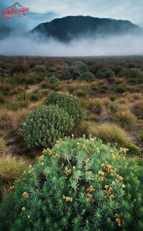 komposisi-foto-pemandangan